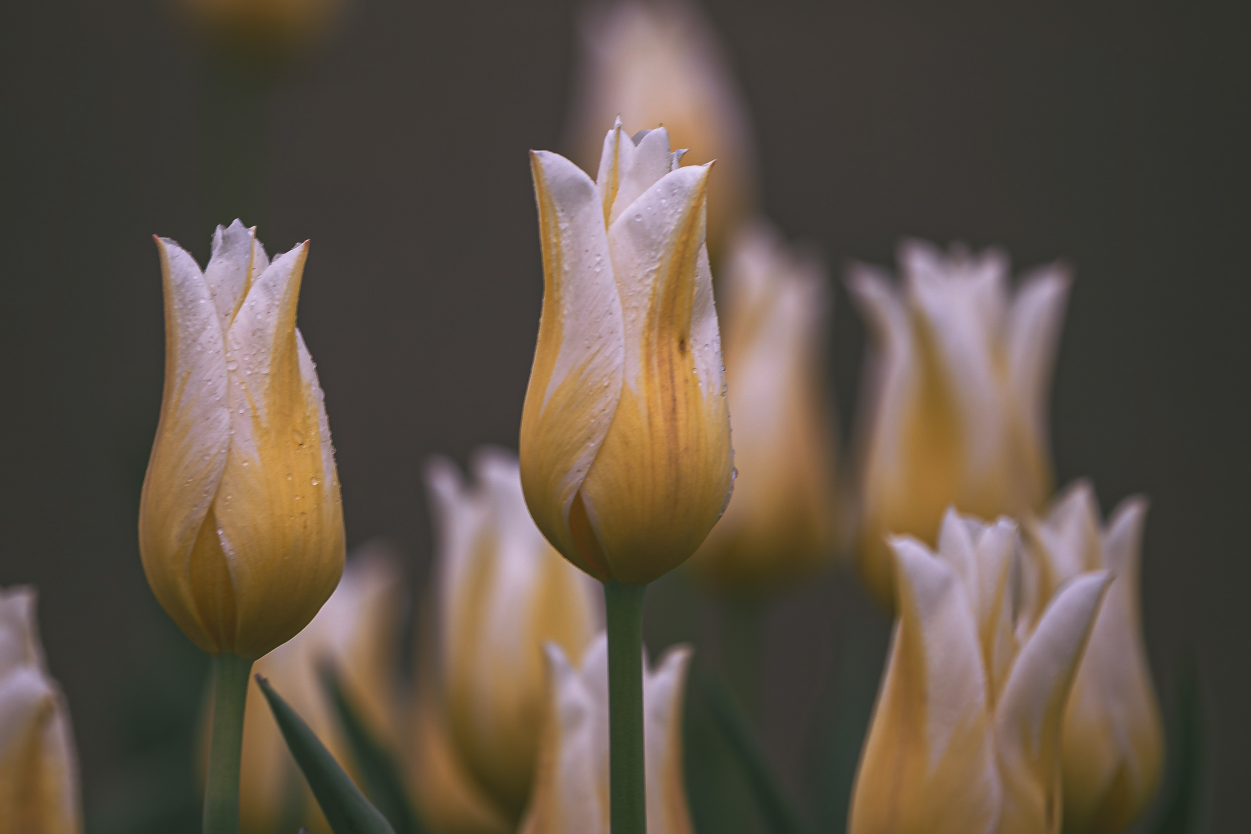 Page Header Simple funerals